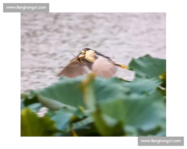 围绕比赛鸟展现竞技魅力的生态观察与传统民俗文化深度解读研究篇